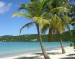 miami-palm-trees-beach
